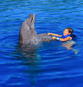 nado-con-delfines-